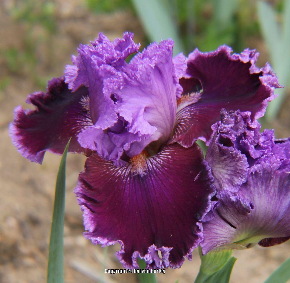 Photo of Tall Bearded Iris (Iris 'Texas Tradition') uploaded by Ivan_N_Tx