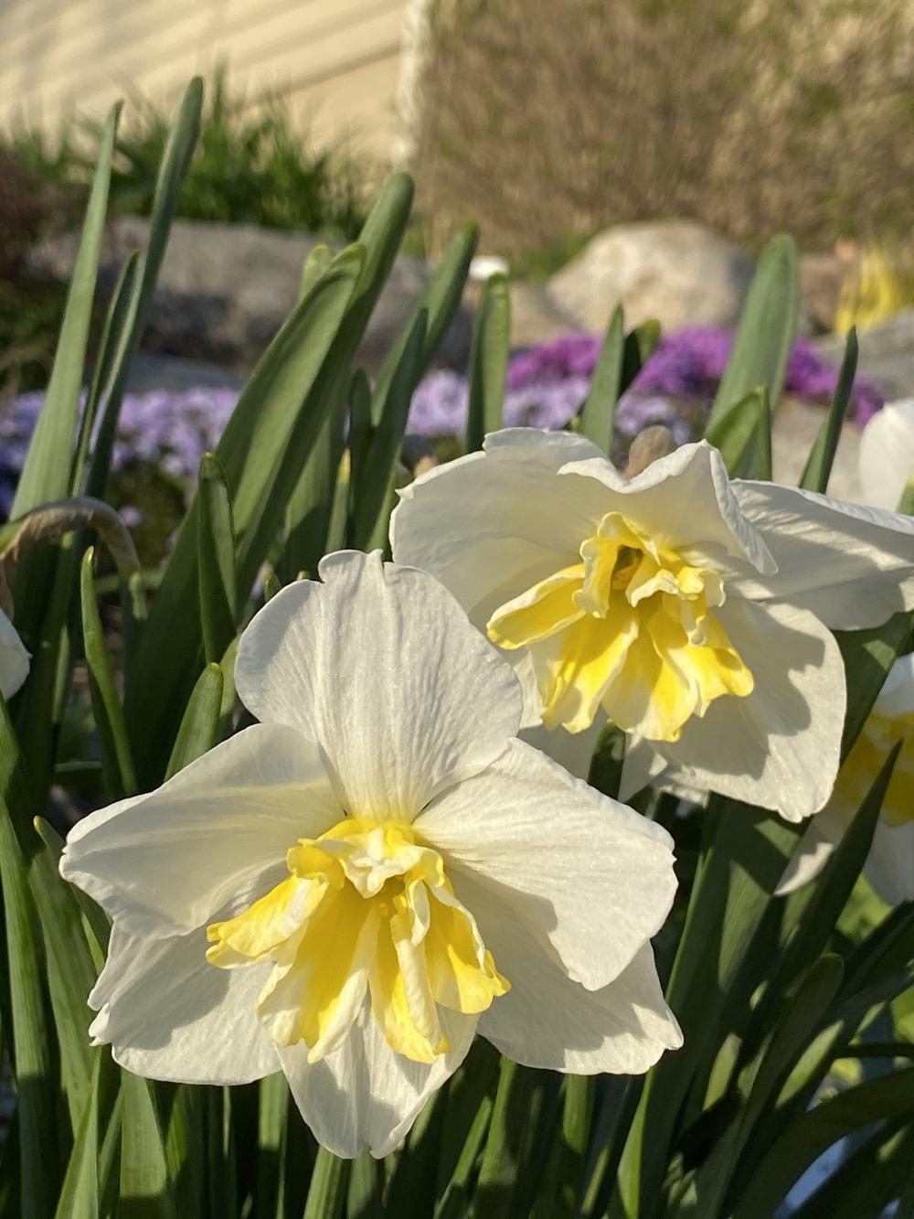 Photo of Split-Cupped Papillon Daffodil (Narcissus 'Lemon Beauty') uploaded by Legalily