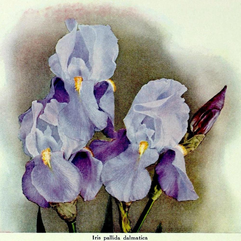 Photo of Tall Bearded Iris (Iris pallida 'Dalmatica') uploaded by scvirginia