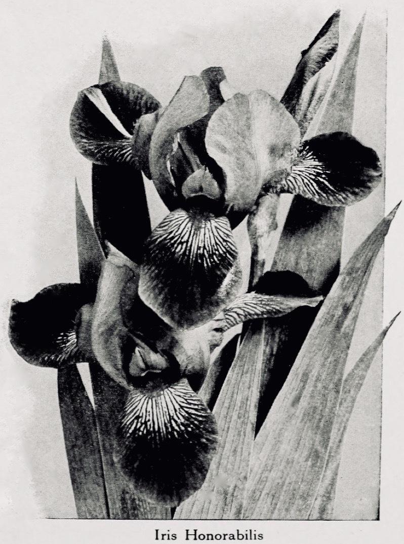 Photo of Miniature Tall Bearded Iris (Iris 'Honorabile') uploaded by scvirginia