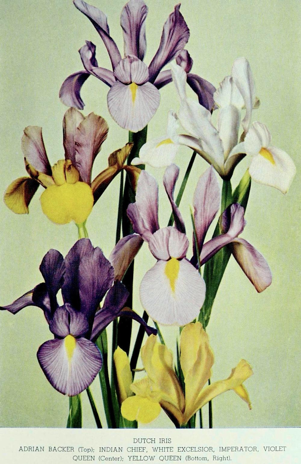 Photo of Dutch Iris (Iris x hollandica) uploaded by scvirginia
