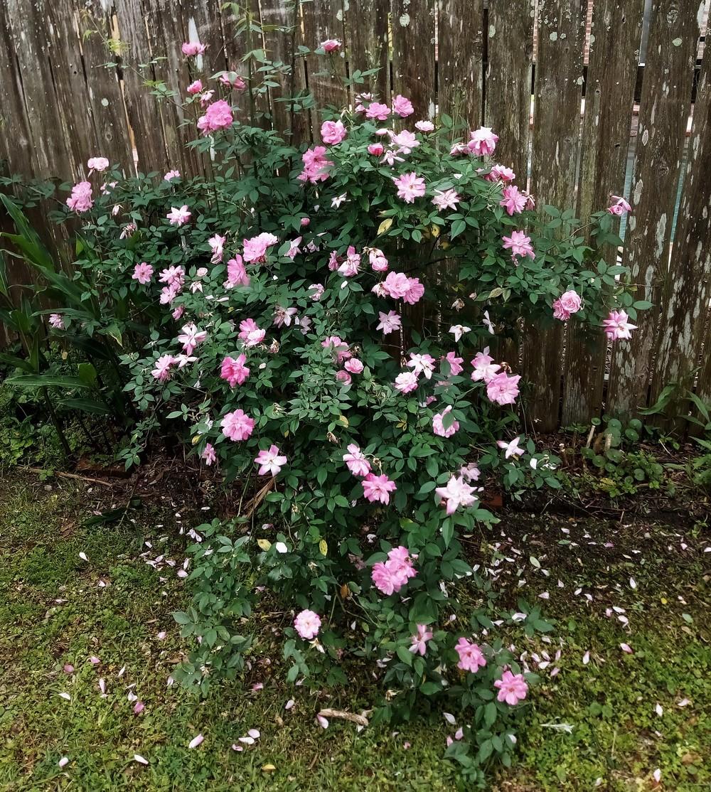 Photo of Rose (Rosa 'Old Blush, Cl.') uploaded by tabbycat