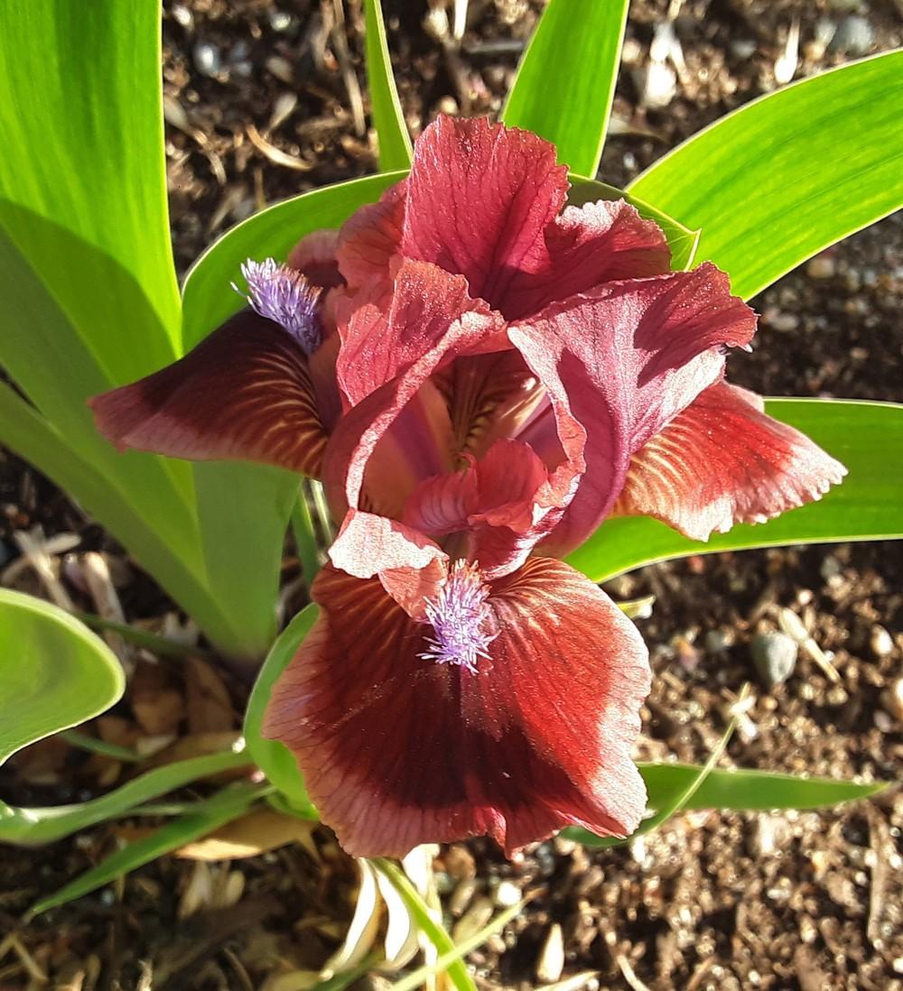 Photo of Standard Dwarf Bearded Iris (Iris 'Cat's Eye') uploaded by Bitoftrouble
