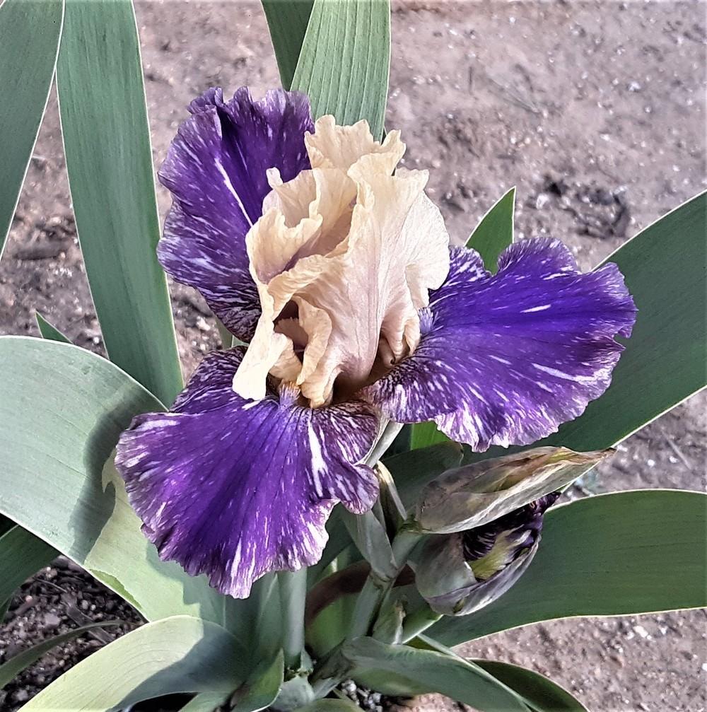 Photo of Intermediate Bearded Iris (Iris 'Doe Z Doe') uploaded by Bitoftrouble