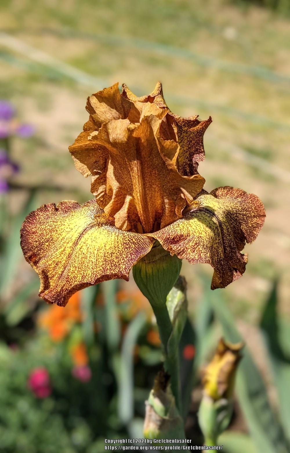 Photo of Tall Bearded Iris (Iris 'Camera Ready') uploaded by Gretchenlasater