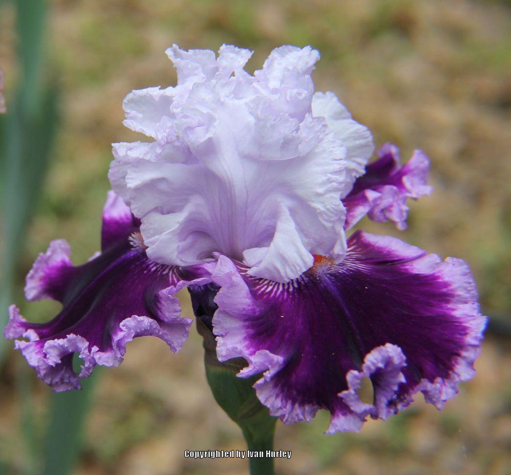 Photo of Tall Bearded Iris (Iris 'Daring Deception') uploaded by Ivan_N_Tx