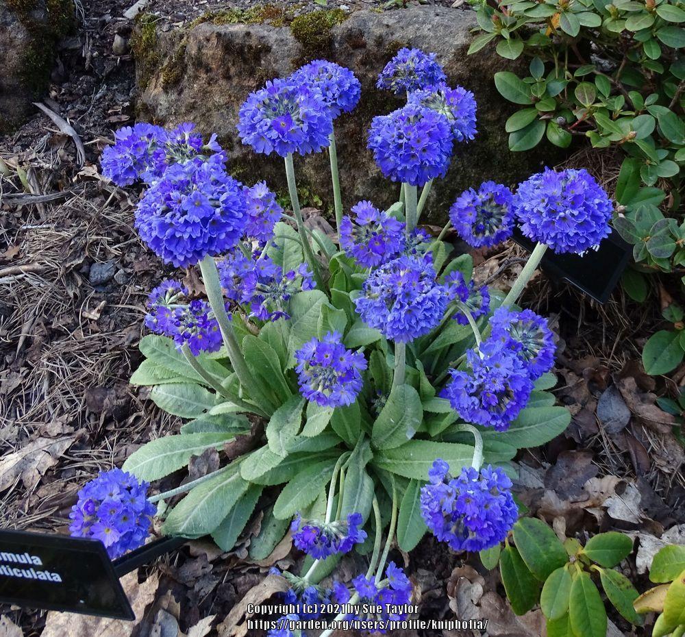 Photo of Drumstick Primrose (Primula denticulata) uploaded by kniphofia
