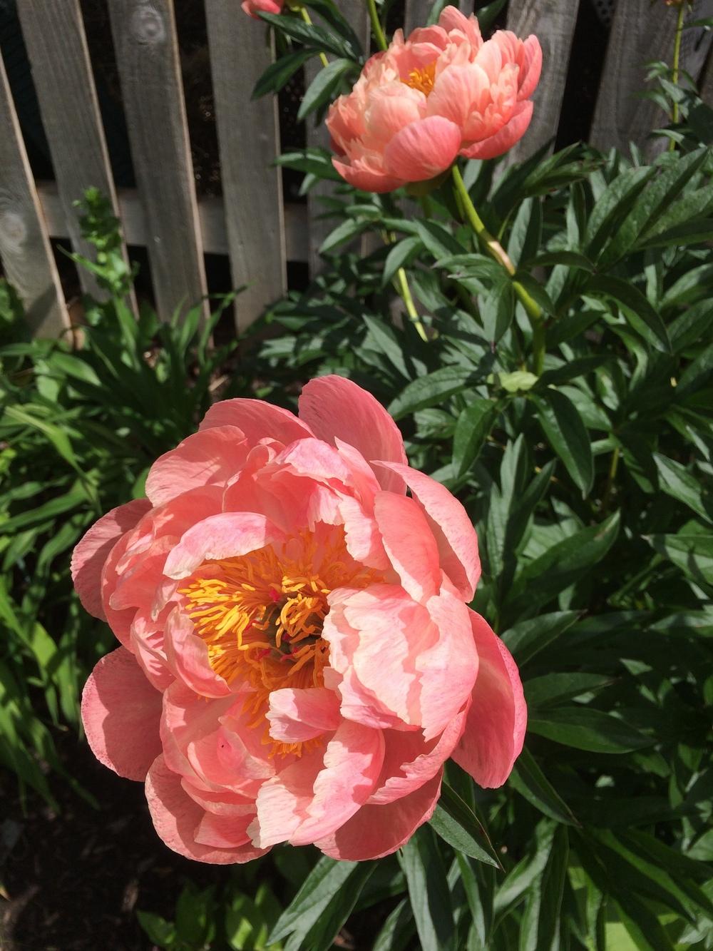 Photo of Garden Peony (Paeonia 'Coral Charm') uploaded by mom2goldens