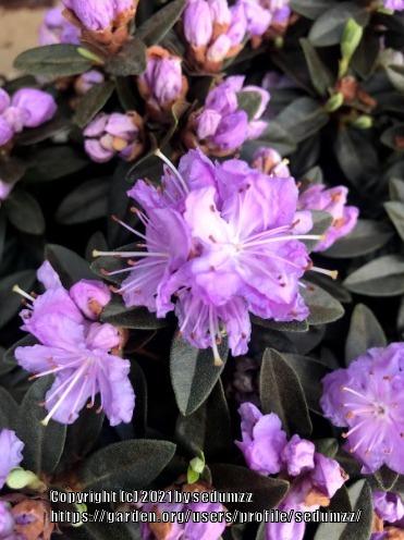 Photo of Rhododendron 'Purple Gem' uploaded by sedumzz