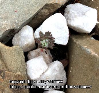 Photo of Spruce-Leaved Stonecrop (Petrosedum rupestre subsp. rupestre Bluebird®) uploaded by sedumzz