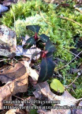 Photo of Spotted Wintergreen (Chimaphila maculata) uploaded by sedumzz