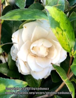 Photo of Camellias (Camellia) uploaded by sedumzz