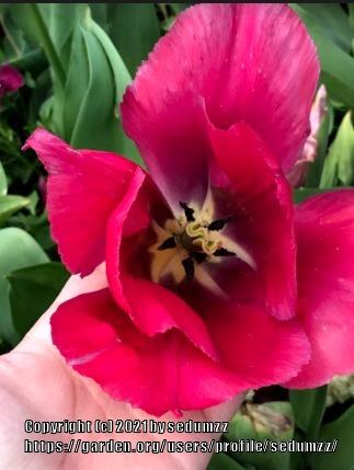 Photo of Darwin Hybrid Tulip (Tulipa 'Van Eijk') uploaded by sedumzz