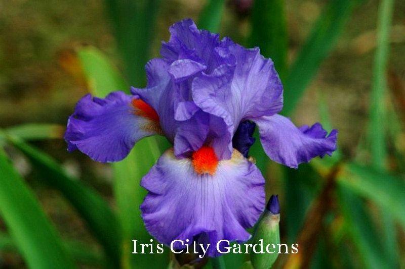 Photo of Tall Bearded Iris (Iris 'Glad') uploaded by DaylilySLP