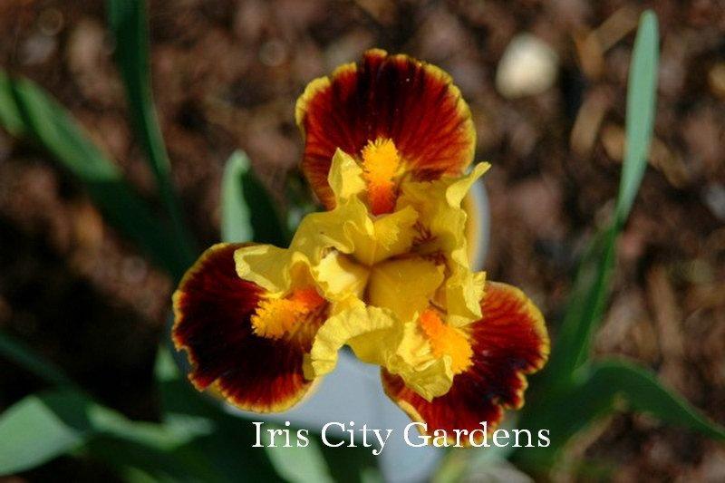 Photo of Standard Dwarf Bearded Iris (Iris 'Exclaim') uploaded by DaylilySLP