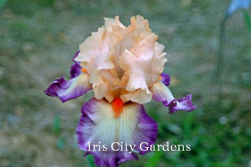 Photo of Tall Bearded Iris (Iris 'Dancing Spree') uploaded by DaylilySLP