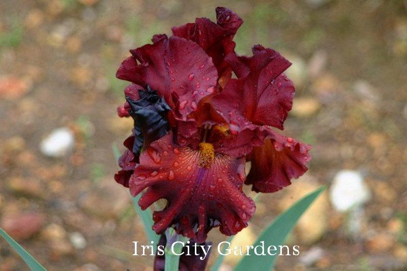 Photo of Tall Bearded Iris (Iris 'Grateful Red') uploaded by DaylilySLP