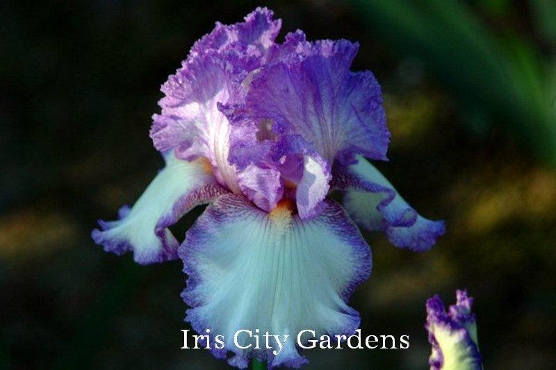Photo of Tall Bearded Iris (Iris 'Girly Girl') uploaded by DaylilySLP