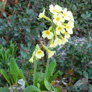 - Too pretty and delicate to be named 'Oxlip'.