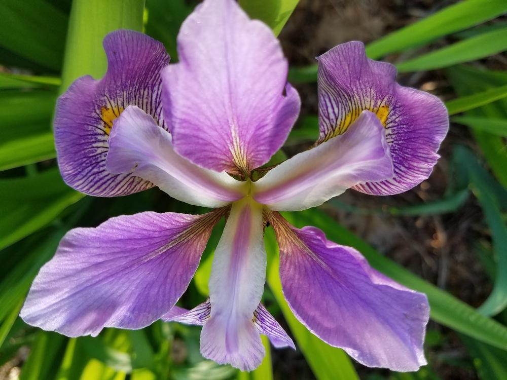 Photo of Species Iris (Iris virginica 'Contraband Girl') uploaded by Kabby