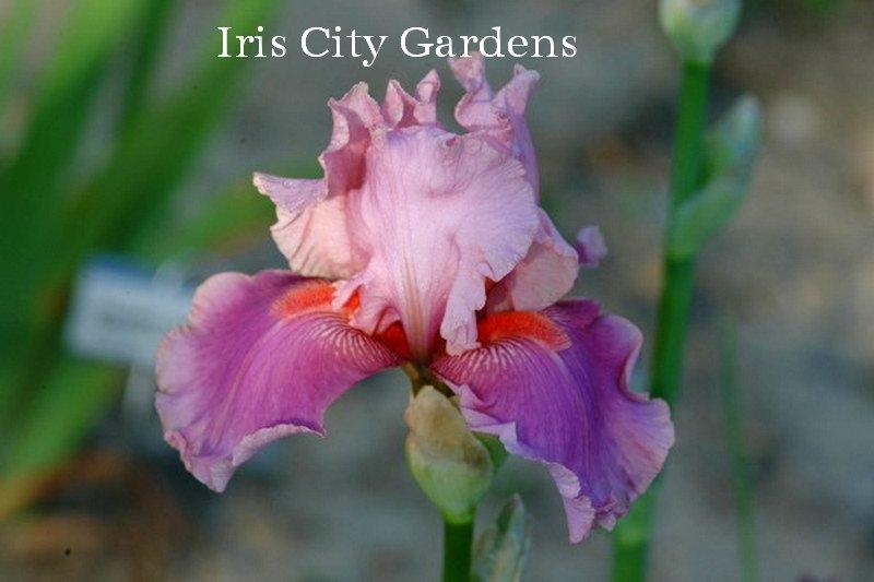 Photo of Tall Bearded Iris (Iris 'Okapi Poppy') uploaded by DaylilySLP