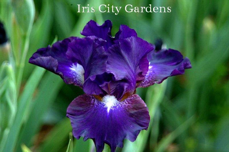 Photo of Intermediate Bearded Iris (Iris 'Midnight Ice') uploaded by DaylilySLP