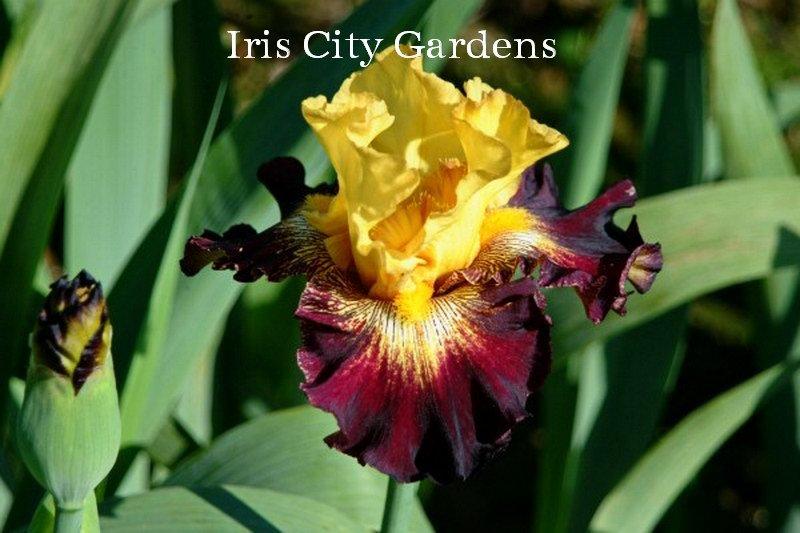 Photo of Tall Bearded Iris (Iris 'Stole the Show') uploaded by DaylilySLP