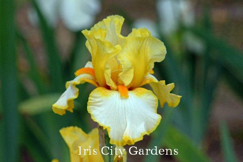 Photo of Tall Bearded Iris (Iris 'Sunrise Elegy') uploaded by DaylilySLP
