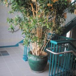 Location: Downingtown Pennsylvania, inside building
Date: 2021-04-13
lower part of this huge houseplant