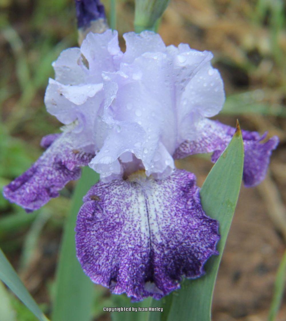 Photo of Tall Bearded Iris (Iris 'Splashacata') uploaded by Ivan_N_Tx