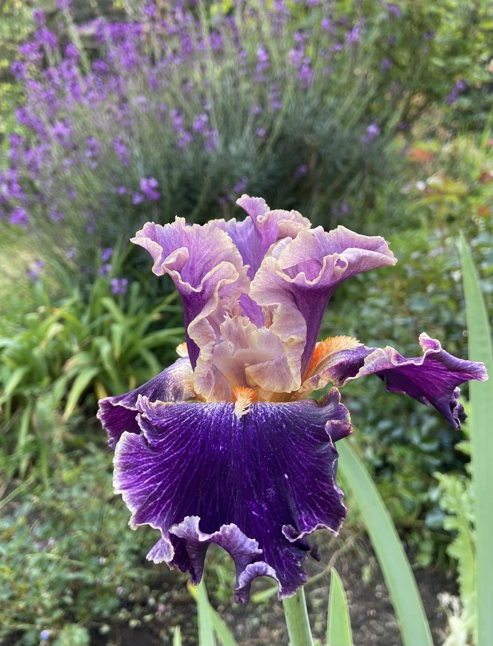 Photo of Tall Bearded Iris (Iris 'Entangled') uploaded by Calif_Sue