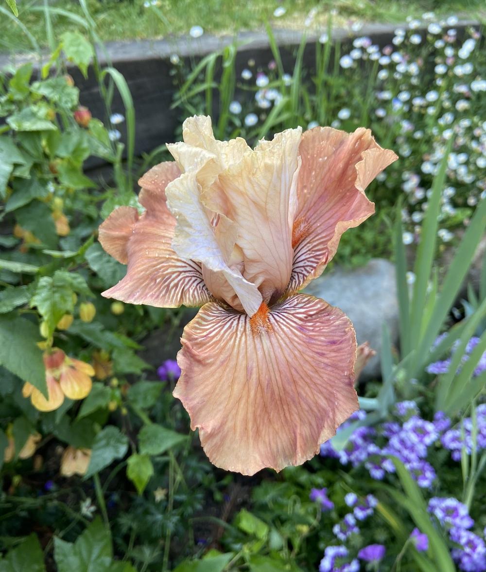 Photo of Tall Bearded Iris (Iris 'Mandarin Morning') uploaded by Calif_Sue