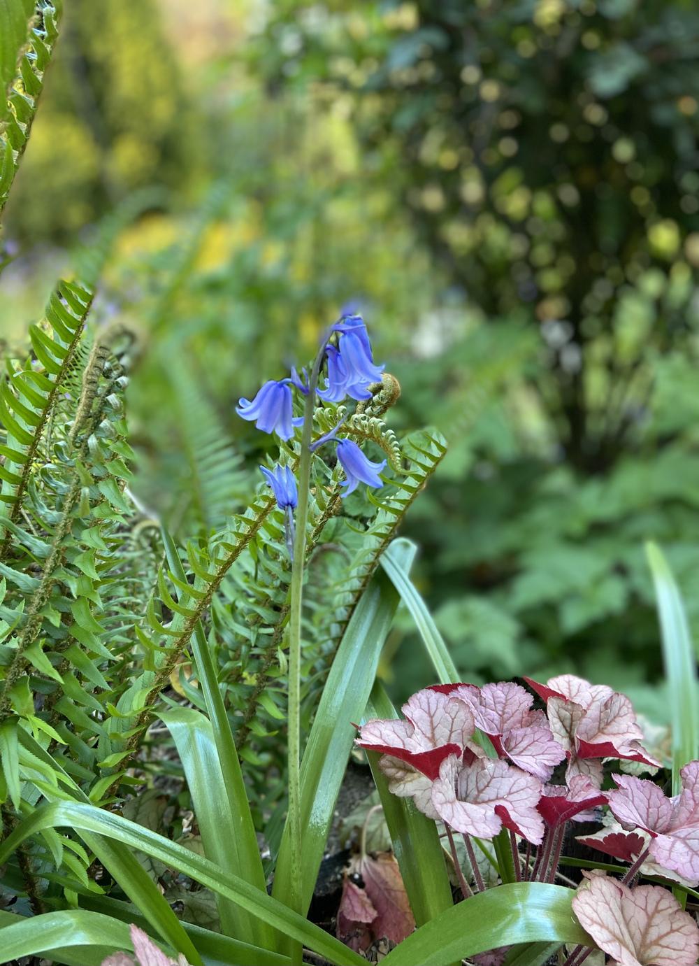 Photo of Spanish Bluebell (Hyacinthoides hispanica) uploaded by Calif_Sue