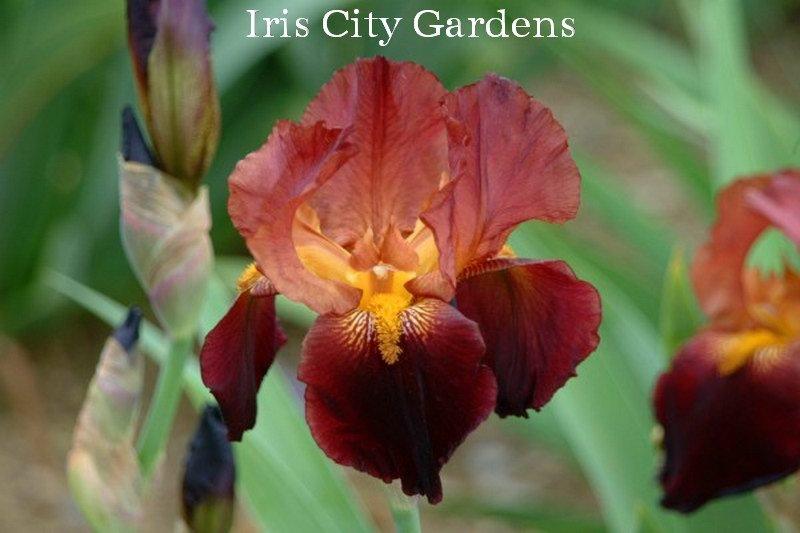 Photo of Tall Bearded Iris (Iris 'Witch of Endor') uploaded by DaylilySLP