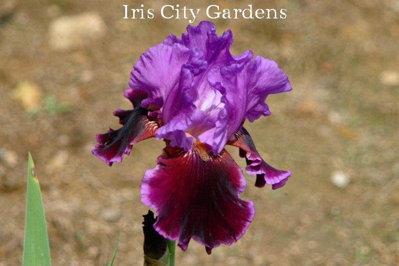 Photo of Tall Bearded Iris (Iris 'Violet Turner') uploaded by DaylilySLP