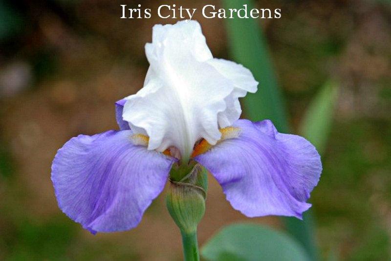 Photo of Tall Bearded Iris (Iris 'Whole Cloth') uploaded by DaylilySLP