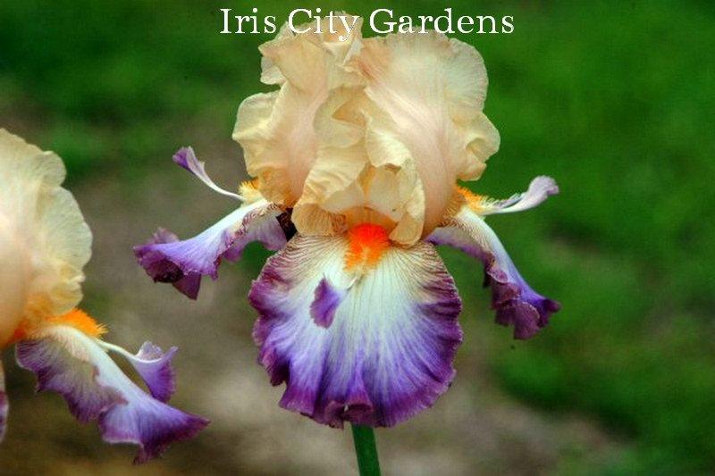 Photo of Tall Bearded Iris (Iris 'Wings at Dawn') uploaded by DaylilySLP