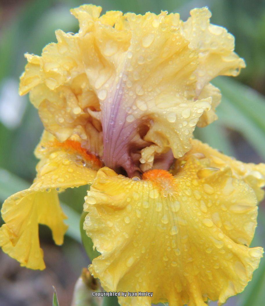 Photo of Tall Bearded Iris (Iris 'Idle Rich') uploaded by Ivan_N_Tx