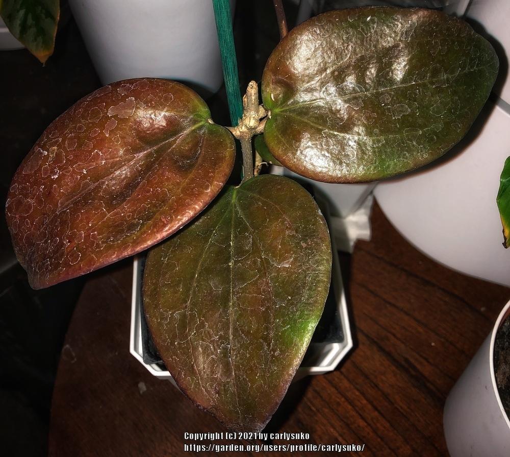 Photo of Wax Plant (Hoya pentaphlebia) uploaded by carlysuko