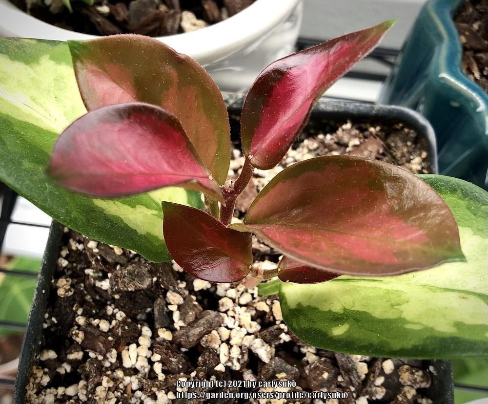 Photo of Wax Plant (Hoya australis 'Lisa') uploaded by carlysuko