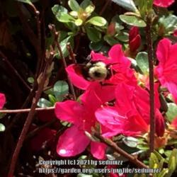 Location: Fairfax, Virginia (Outdoors)
bumblebee