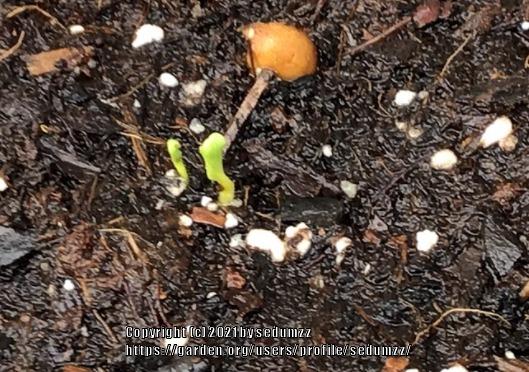 Photo of Crowfoot (Ranunculus) uploaded by sedumzz