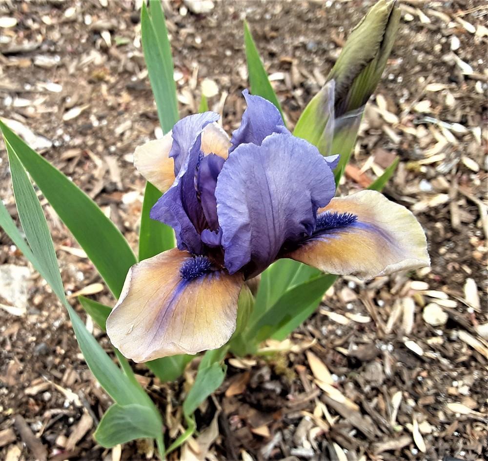 Photo of Standard Dwarf Bearded Iris (Iris 'What Again') uploaded by Bitoftrouble