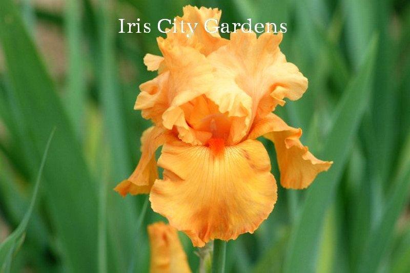 Photo of Tall Bearded Iris (Iris 'Voltage') uploaded by DaylilySLP