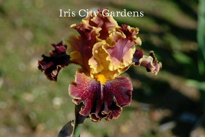 Photo of Tall Bearded Iris (Iris 'Wise Woman') uploaded by DaylilySLP