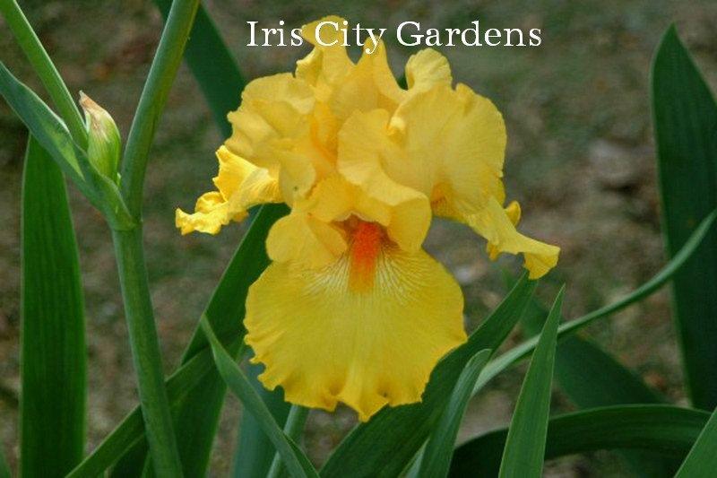 Photo of Tall Bearded Iris (Iris 'Slew o' Gold') uploaded by DaylilySLP