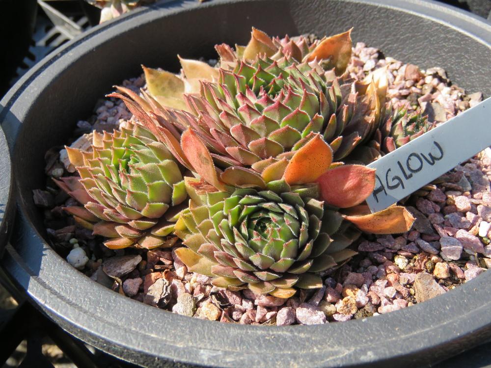 Photo of Hen and Chicks (Sempervivum 'Aglow') uploaded by Dbfarmgirl