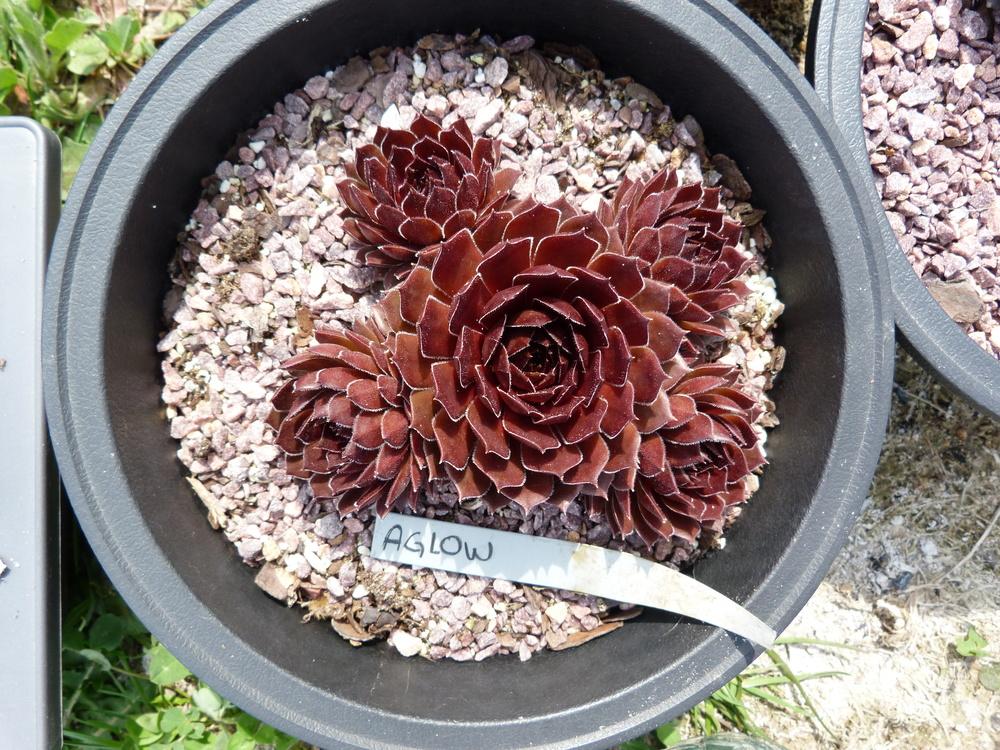Photo of Hen and Chicks (Sempervivum 'Aglow') uploaded by Dbfarmgirl