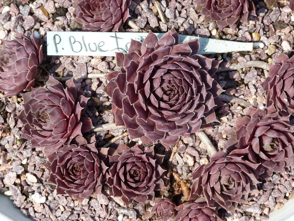 Photo of Hen and Chicks (Sempervivum 'Pacific Blue Ice') uploaded by Dbfarmgirl