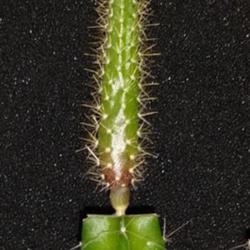Location: Wiesbaden - Germany
Date: 2021-03-21
Seedling from Aug. 2020 grafted on Hylocereus undatus
